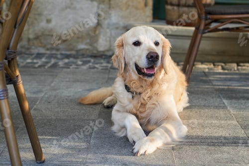 Preview: Golden retriever dog
