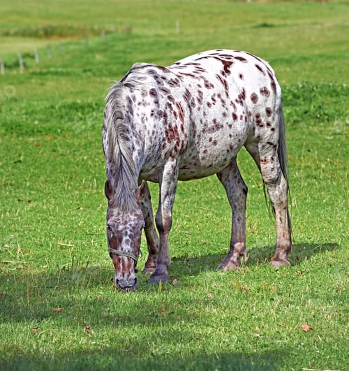 Preview: Beautiful horse - wonder of nature. Beautiful horse - in natural setting.
