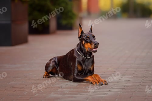 Preview: Doberman dog in the city in a brick yard