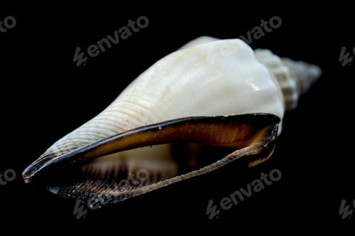 Preview: Canarium urceus shell close-up on black background