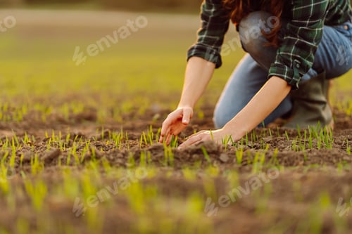 Preview: Farmer holds a young green wheat sprouts in hands checking quality of new crop. Concept of ecology.