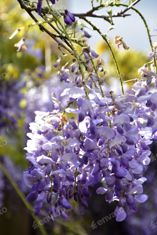 Preview: beautiful close up of a wisteria flower in bright sunshine