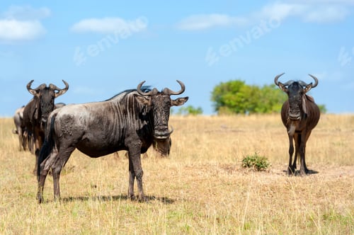 Preview: Wildebeest in National park of Africa