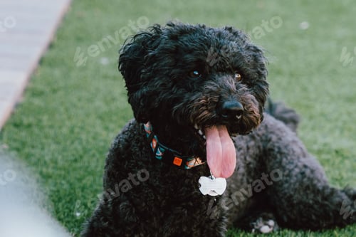 Preview: Black Barbet dog on a blurry background