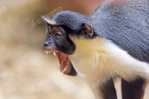 Preview: The Diana monkey (Cercopithecus diana) closeup portrait