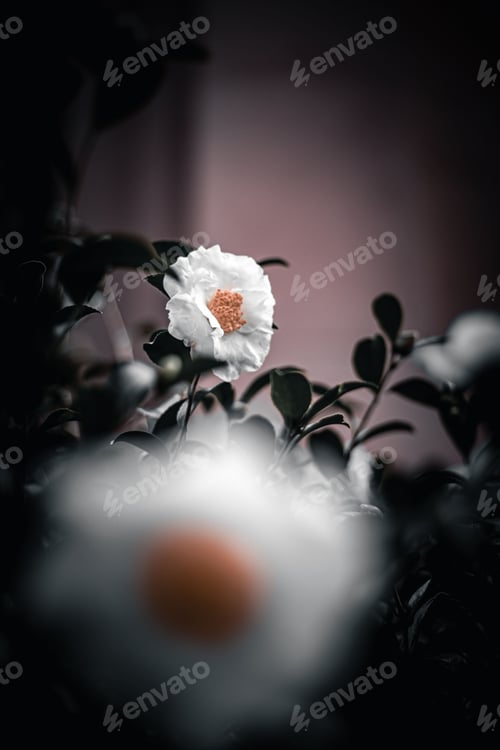 Preview: Selective of a Camellia granthamiana flower in a garden