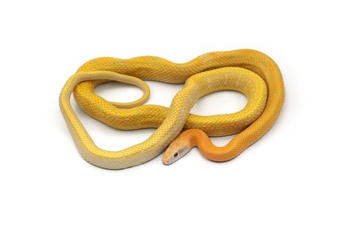 Preview: Beauty rat Snake albino isolated on white background