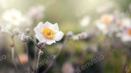 Preview: Beautiful pink flower anemones robustissima fresh spring morning on nature background