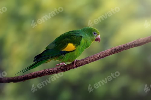 Preview: Yellow-chevroned Parakeet bird (Brotogeris chiriri)