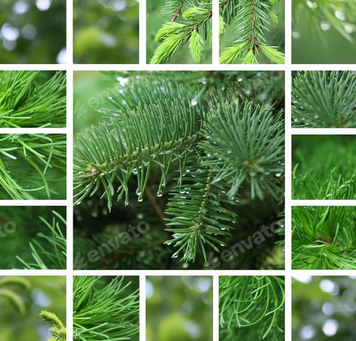 Preview: Coniferous tree with rain droplets collage