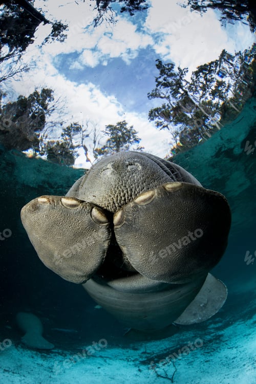 Preview: Up close and personal with a curious manatee underwater