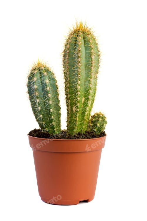 Preview: Cactus.