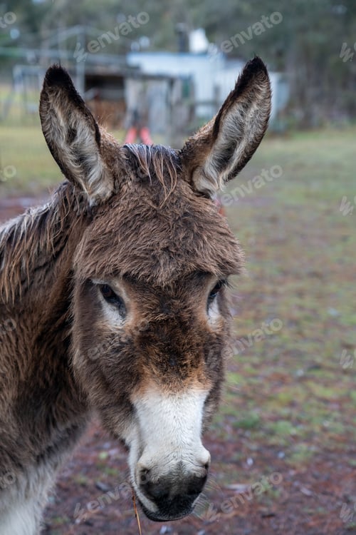 Preview: donkey in a field