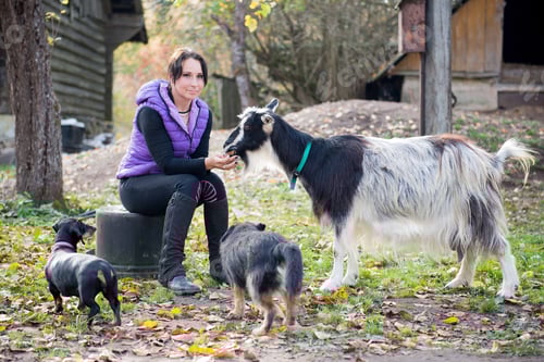Preview: A young female farmer feeds goats with bread in her farm yard.