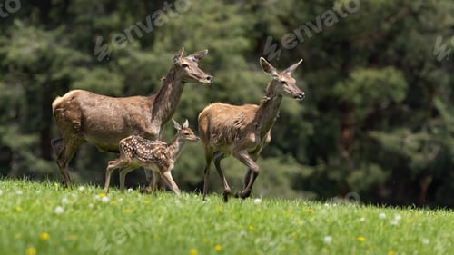 Preview: Group of red deer running on green field in spring