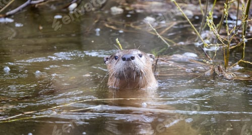 Preview: Otter swimming in a river. Grand Teton National Park