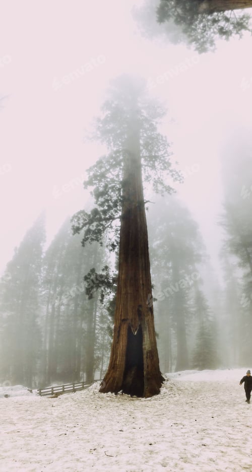 Preview: Big ass trees
