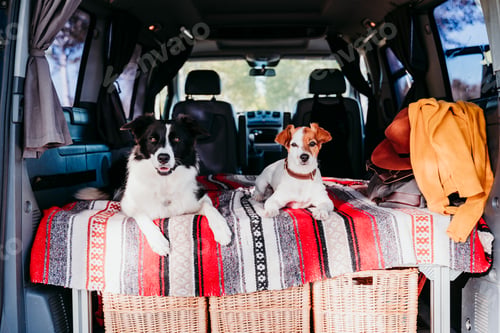 Preview: two cute dogs in a van, border collie and jack russell relaxing. travel concept