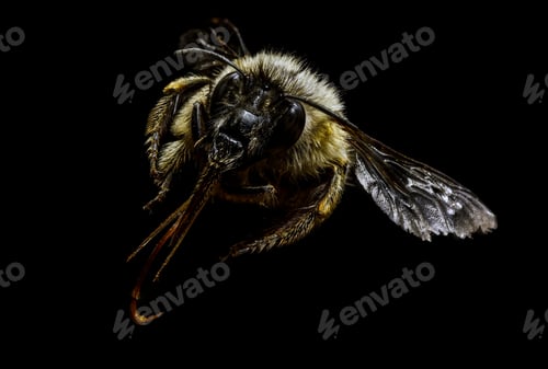 Preview: Bumblebee