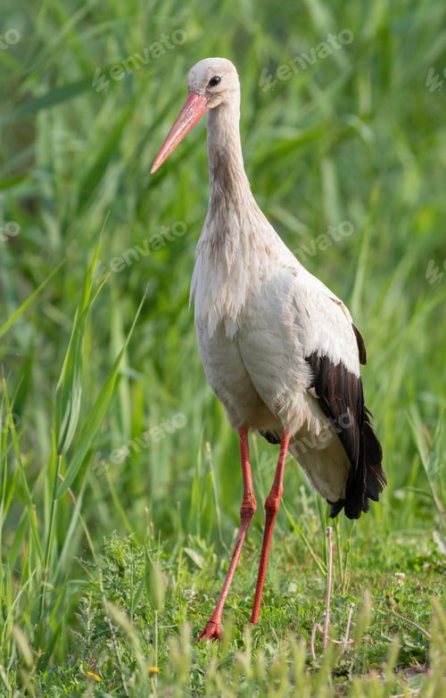 Preview: White stork, Ciconia ciconia. A bird walks along the river bank