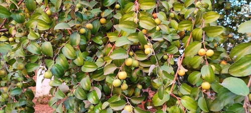 Preview: Closeup shot of ziziphus fruits on the branches of a jujube shrub