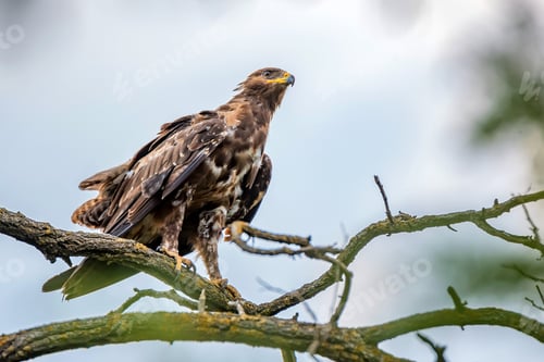 Preview: Greater spotted eagle or Clanga clanga