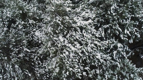 Preview: Aerial for snow covered spruce trees in the picturesque Canadian wilderness. Shot. Breathtaking view