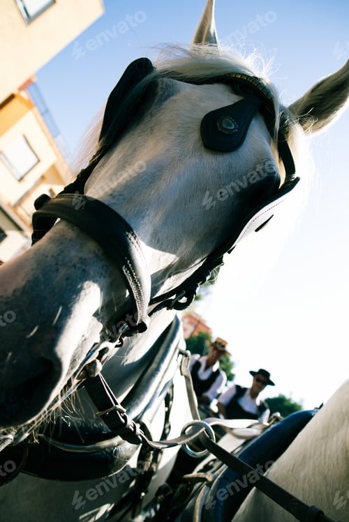Preview: Close-up portrait of a Spanish horses pulling a carriage during a flamenco festival.