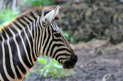 Preview: Zebra on grassland in Africa