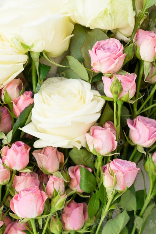 Preview: Pink and white blooming roses