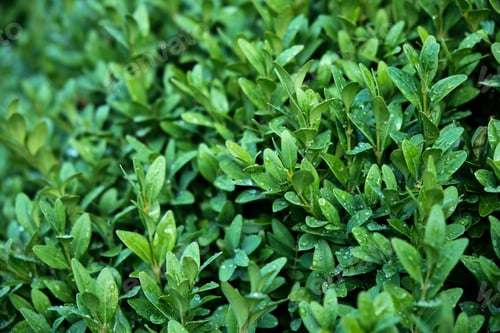 Preview: Evergreen shrub leaves. Drops after rain