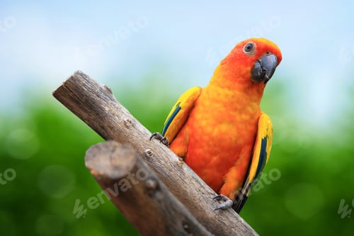 Preview: Macaw Parrot on green background