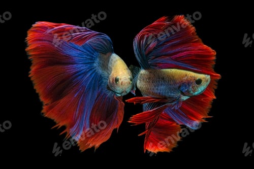 Preview: Betta Siamese Fighting Fish on Black Background