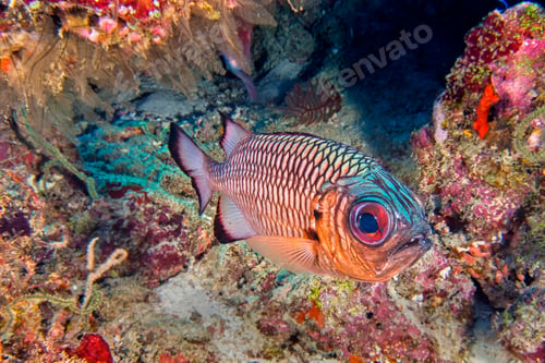 Preview: Bronze Soldierfish, North Ari Atoll, Maldives