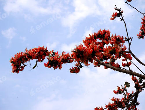 Preview: Palash flower tree, Butea Monosperma or palash flower