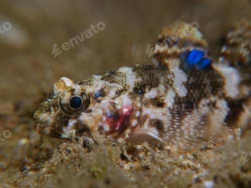 Preview: Blue dot goby from Cyprus