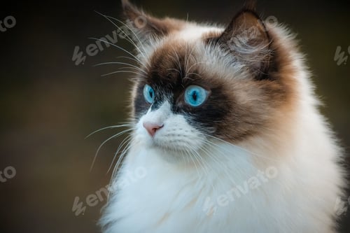 Preview: Closeup of a beautiful cat with bright blue eyes