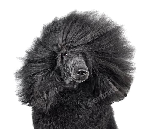 Black poodle like a rock star