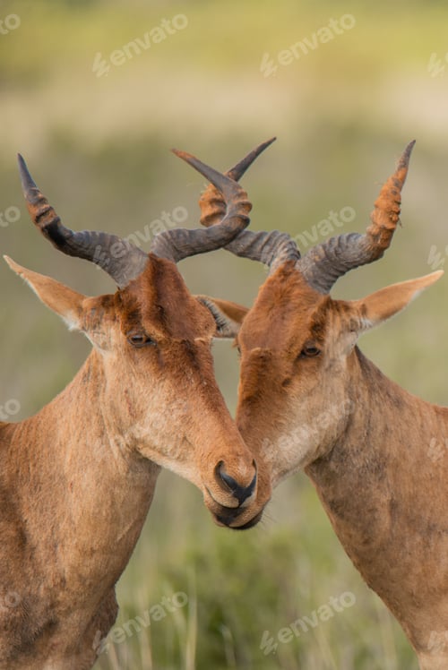 Preview: Two hartebeest standing