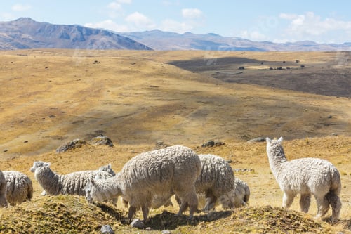 Preview: Alpaca
