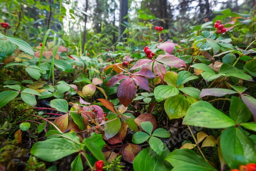 Vibrant Green Forest Floor with Red Berries