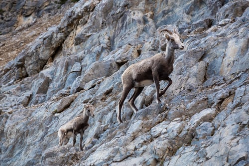 Preview: Mountain Sheep on a Rocky Cliff. Mother and her Baby