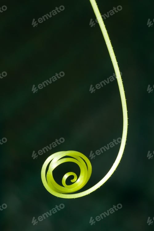 Preview: Green Tendril of Crawling Plant
