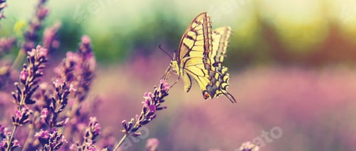 Preview: lavander