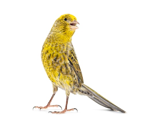 Preview: lizzard canary Tweeting looking at camera, isolated on white