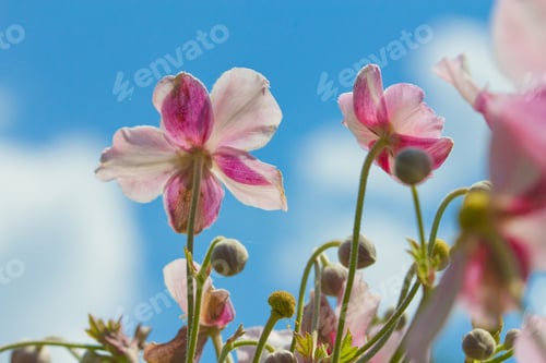 Preview: Pale Pink Flowers against a Soft Blue Sky