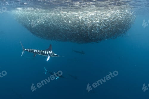 Preview: Striped marlin hunting mackerel and sardines