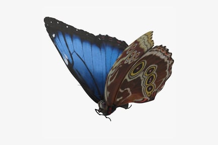 Preview: Blue Morpho Butterfly with Detailed Wings