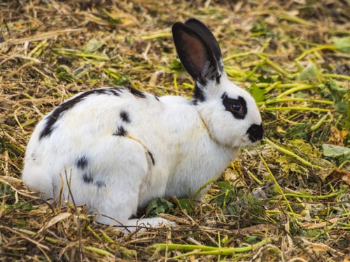 Preview: White English Bunny in natur