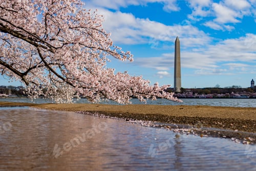 Preview: Beautiful cherry blossom above the lake surrounding the National Mall in Washington DC